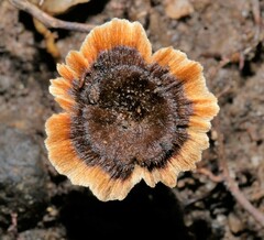 Coltricia cinnamomea