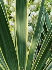 Yucca