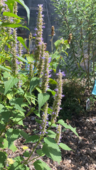 Agastache foeniculum