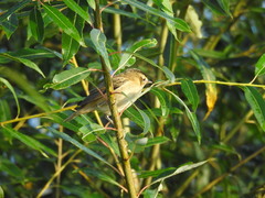 Acrocephalus schoenobaenus