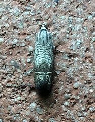 Ofatulena duodecemstriata