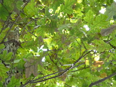 Thaumetopoea processionea