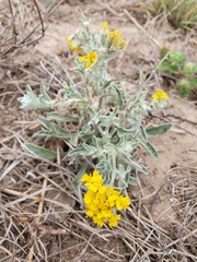 Psilostrophe gnaphalodes