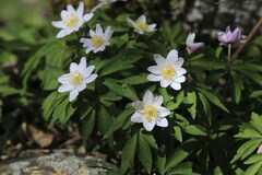 Anemonoides nemorosa