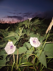 Datura discolor