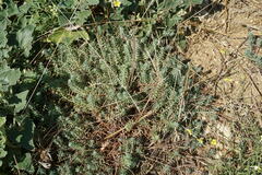 Petrosedum rupestre