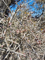 Cyclolepis genistoides