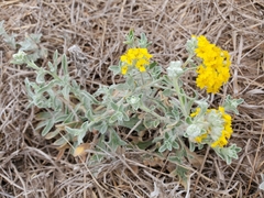 Psilostrophe gnaphalodes