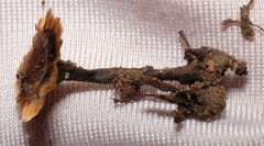 Coltricia cinnamomea