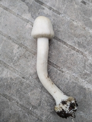 Agaricus xanthodermus