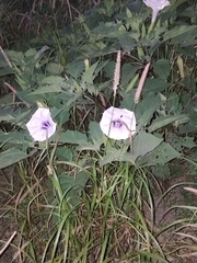 Datura discolor