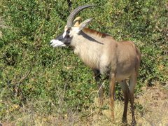 Hippotragus equinus equinus