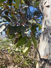 Eucalyptus cladocalyx