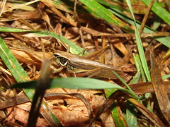 Roeseliana roeselii