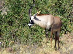 Hippotragus equinus equinus