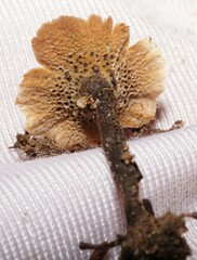 Coltricia cinnamomea