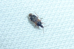 Anthocoris confusus