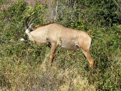 Hippotragus equinus equinus