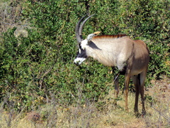 Hippotragus equinus equinus