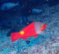 Sparisoma cretense