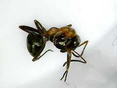 Formica rufibarbis