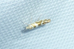Argyresthia goedartella