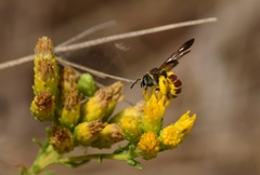 Dieunomia nevadensis