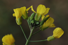 Brassica oleracea