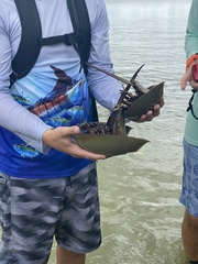 Limulus polyphemus