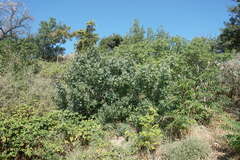 Pistacia atlantica mutica