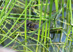 Bufotes viridis balearicus