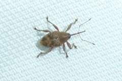Curculio glandium