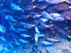 Acanthurus monroviae