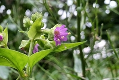 Mirabilis nyctaginea