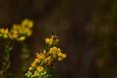 Dieunomia nevadensis