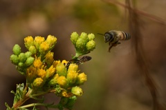Dieunomia nevadensis