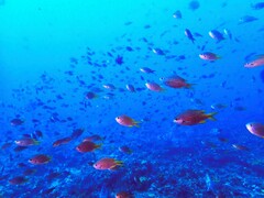 Chromis lubbocki