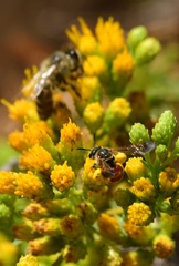 Dieunomia nevadensis