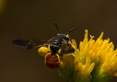 Dieunomia nevadensis