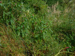 Phytolacca bogotensis