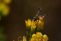 Dieunomia nevadensis