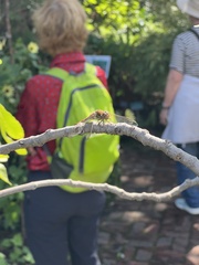 Sympetrum striolatum