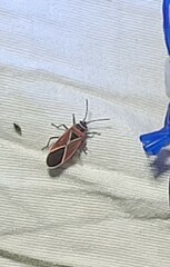 Neacoryphus bicrucis