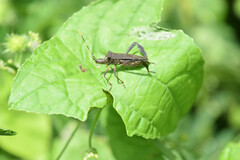 Leptoglossus gonagra