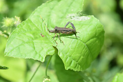 Leptoglossus gonagra