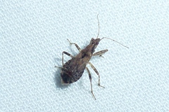 Himacerus mirmicoides