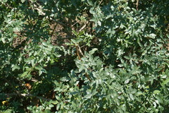 Pistacia atlantica mutica