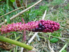 Phytolacca bogotensis