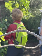 Sympetrum striolatum