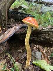 Aureoboletus betula